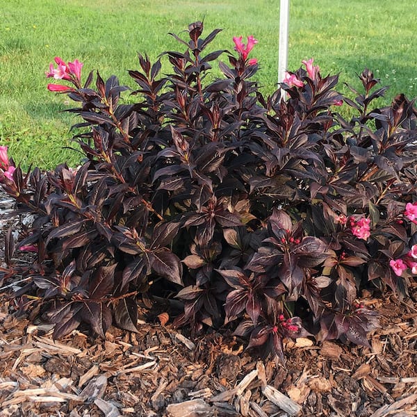 VAN ZYVERDEN Weigela Stunner 4 in. Potted Rocketliners (Set of 1 Plant)