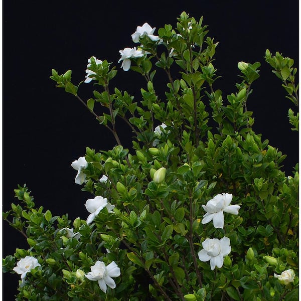 2 Gal. Echo Swan Queen Gardenia, Live Evergreen Shrub, White Fragrant Blooms