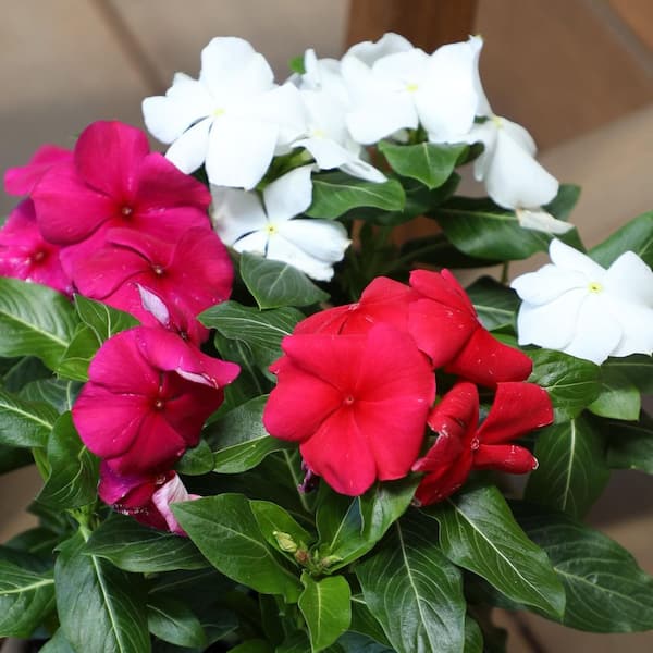 ALTMAN PLANTS 4.4-Pint Assorted Colors Periwinkle Plant (12-Pack)