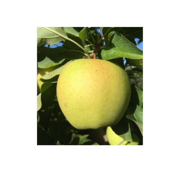 5 gal. Gibson Golden Apple Tree APPGIB05G - The Home Depot