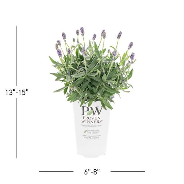 METROLINA GREENHOUSES 1.5 pt. Lavender Sweet Romance Purple Perennial Plant  (5-Pack) 79745 - The Home Depot