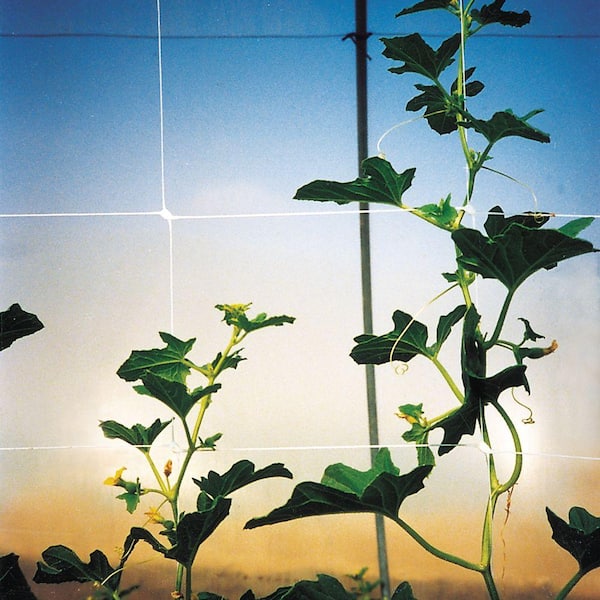 79 in. x 3280 ft. White Hortonova Plant Trellis Net