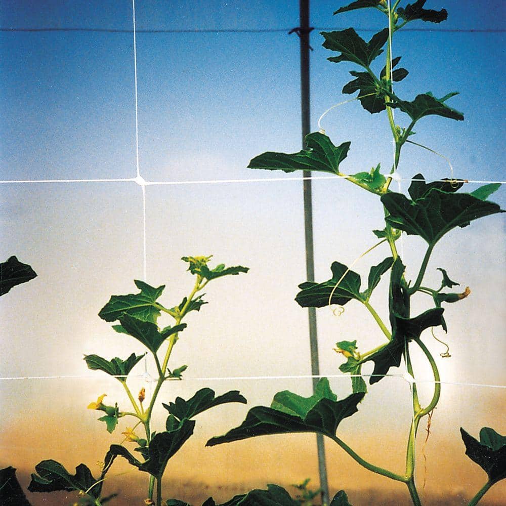 White Polypropylene Plant Trellis Net for Climbing Vegetables