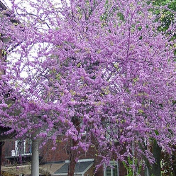 OnlinePlantCenter 48 in. Eastern Redbud Tree-DISCONTINUED
