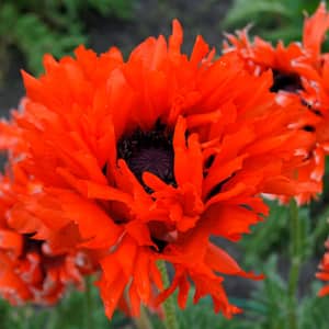 Ruffled Princess Orange Poppy Roots (3-Pack)