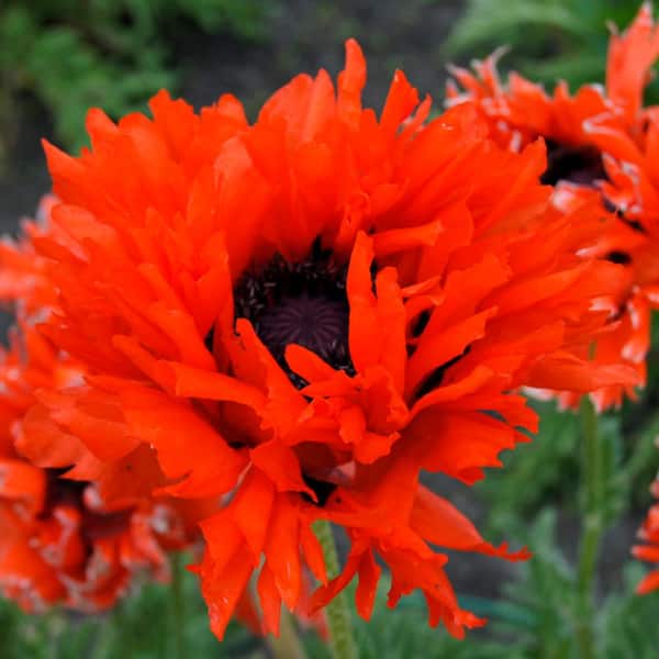 VAN ZYVERDEN Ruffled Princess Orange Poppy Roots (3-Pack)