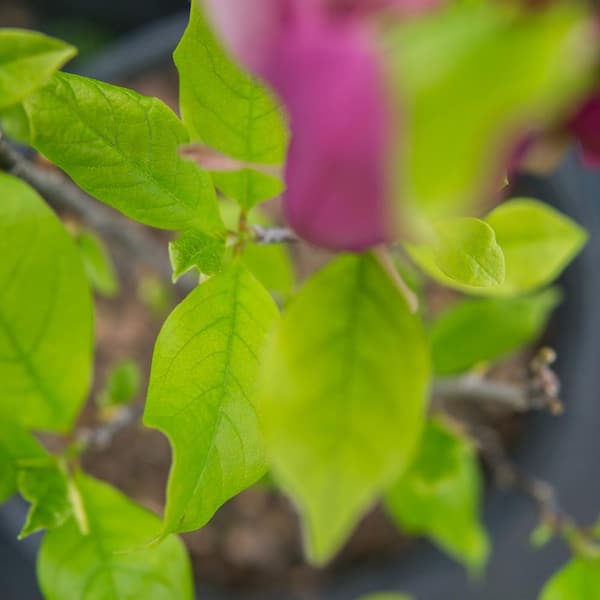 3 Gal. Jane Magnolia (2-Pack) THD00158 - The Home Depot