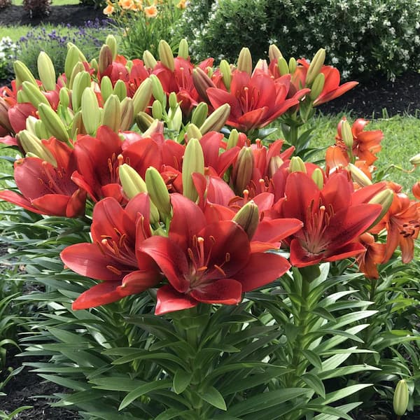 national PLANT NETWORK Lily Summer Scarlet LA Hybrid Bulbs (5-Pack