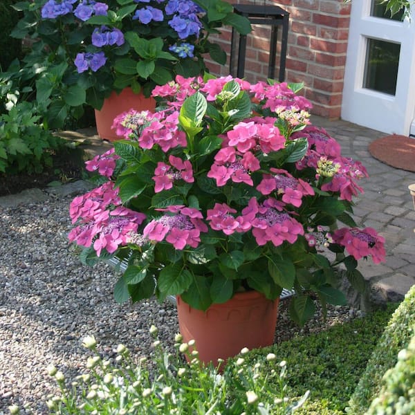 national PLANT NETWORK 4 in. Hydrangea Preziosa (3-Pack) HD3195