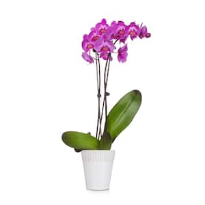 Purple 5 in. Radiant Orchid Plant in Ceramic Pot (2-Stems)