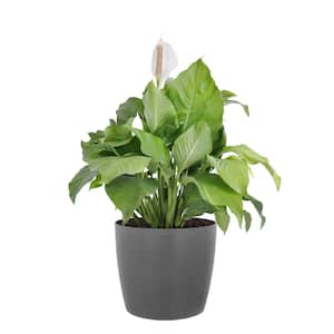 Peace Lily Plant Live Spathiphyllum Indoor Outdoor Plant in 10 in. Premium Ecopots Gray