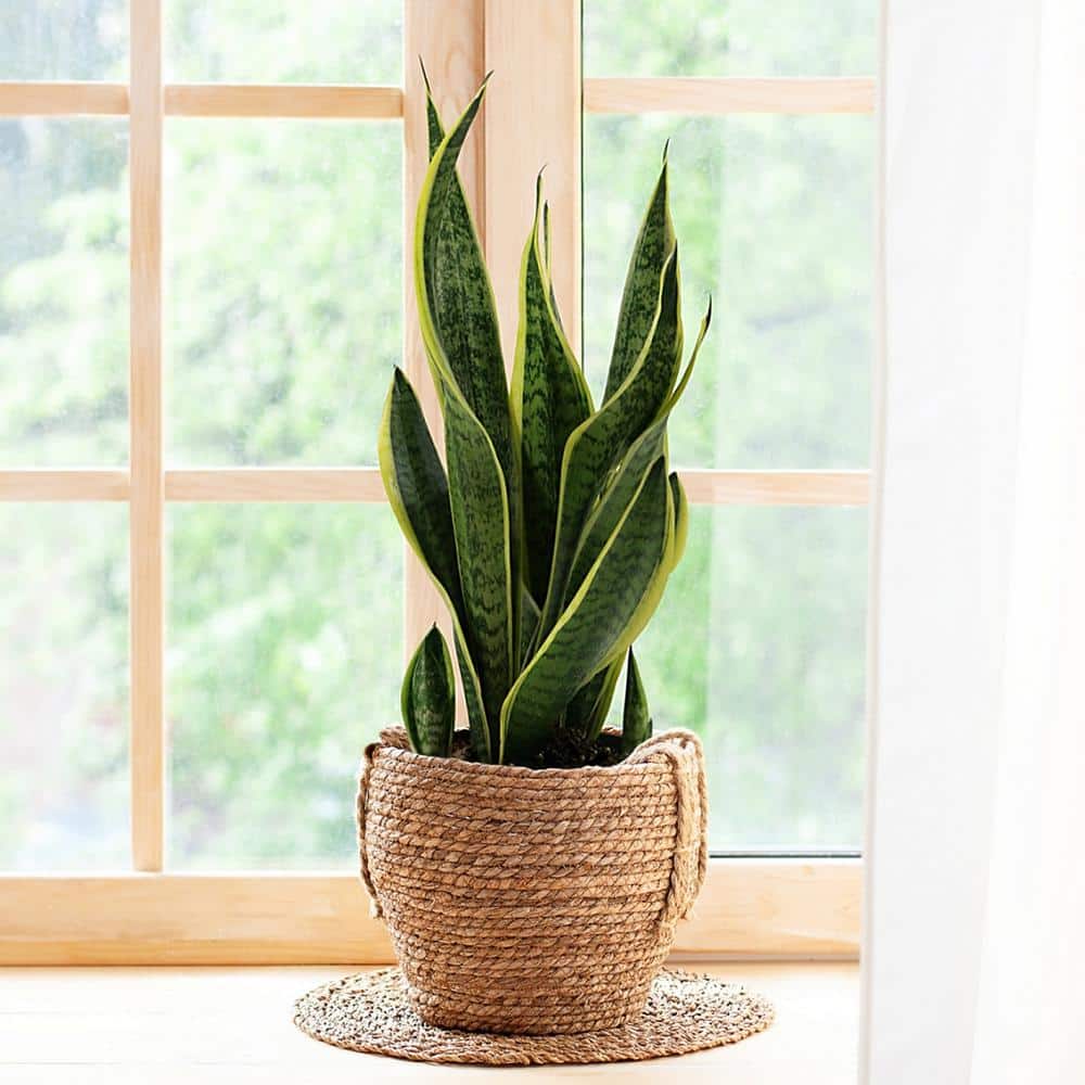 24" Black Ceramic Indoor Sansevieria Succulent