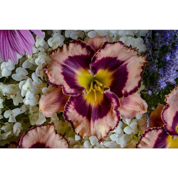 PROVEN WINNERS 0.65 Gal. Rainbow Rhythm 'Sound of My Heart' Daylily (Hemerocallis hybrid), Live Plant, Pink/Purple Flowers (1-Pack)