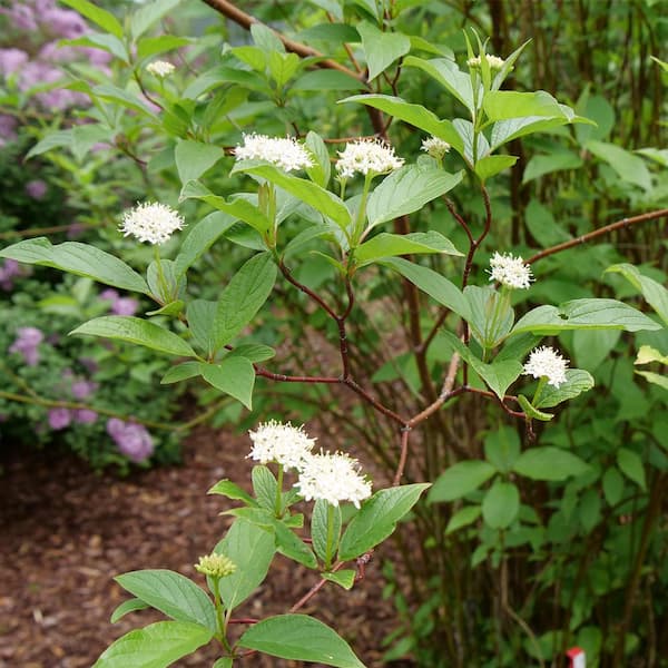 VAN ZYVERDEN 4 in. Proven Winners Cornus Arctic Fire Potted Rocketliners Shrub (Set of 3 Plants)