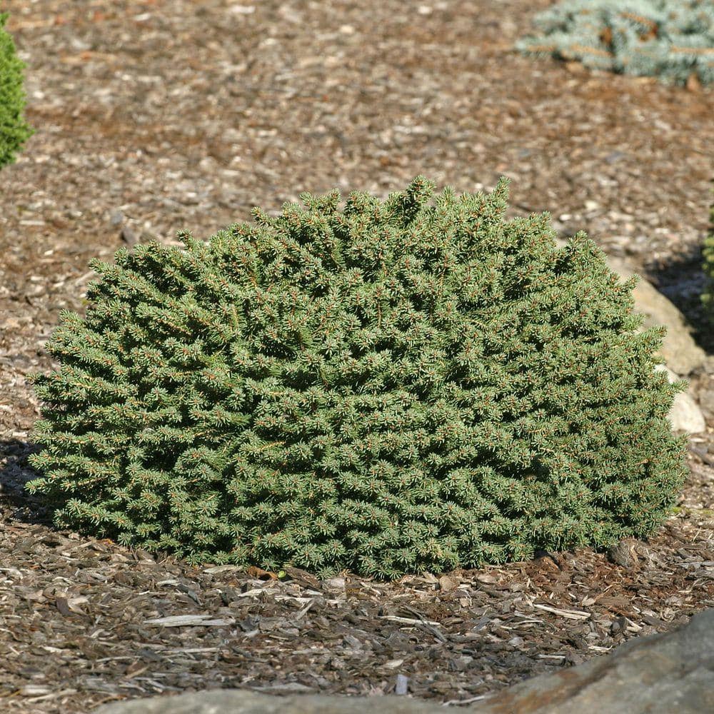 DIRECT GARDENING 3 Gal. Pot, Little Gem Spruce Bush Potted