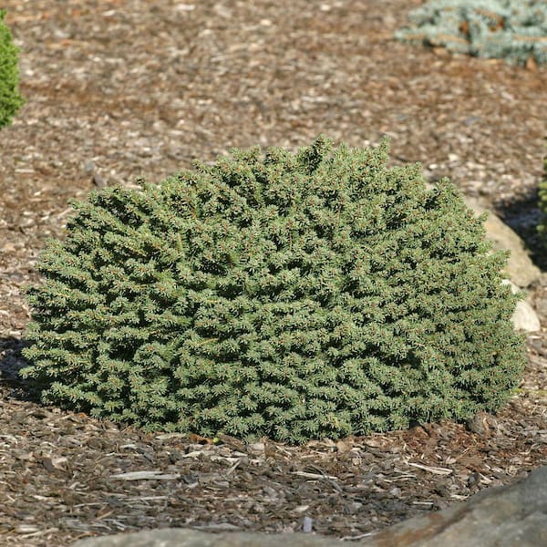 3 Gal. Pot, Little Gem Spruce Bush Potted Evergreen Shrub (1-Pack)