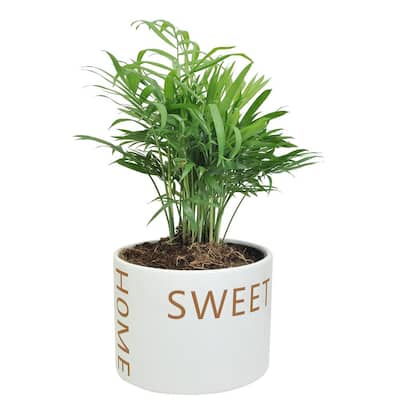 Neanthebella Palm Plant in 6 in. Home Sweet Home Ceramic