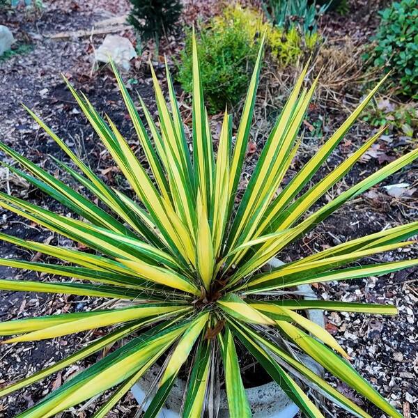 national PLANT NETWORK 3 gal. Yucca Color Guard Perennial Plant