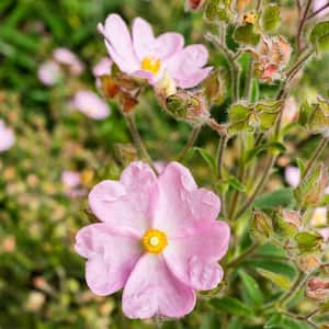 #5 Container Dwarf Pink Rock Rose Shrub (2-Pack)