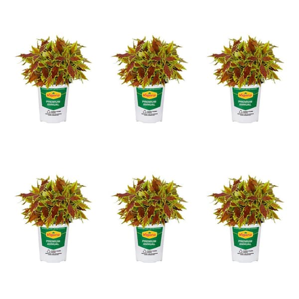 1 Pt. Accent Coleus Green and Brown Annual Plant (6-Pack)
