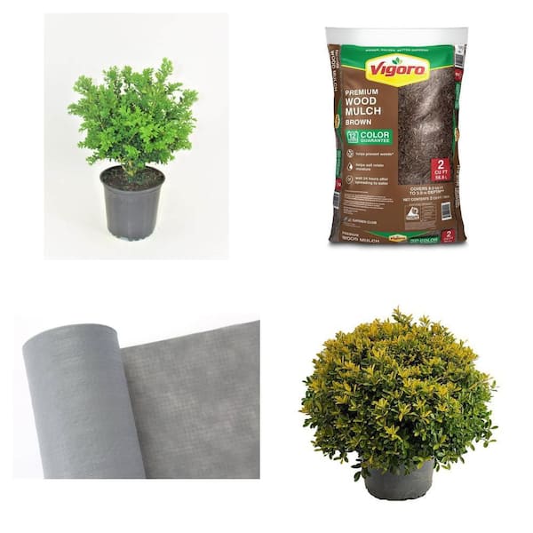 2 Gal. Green Velvet Boxwood Shrub, 2 cu. ft. Mulch, 4 ft. x 50 ft. Landscape Fabric, 3 Gal. Golden Helleri Holly Shrub