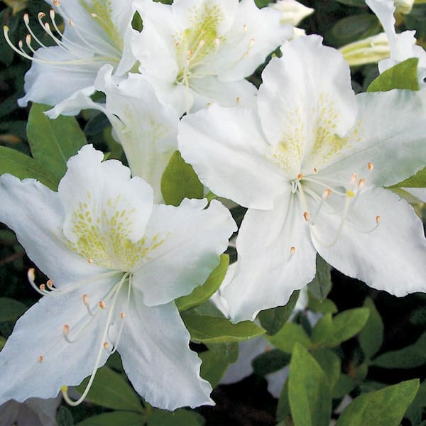 DIRECT GARDENING 1 Gal. Pot, Girard Pleasant White Flowering Azalea Broadleaf Evergreen Flowering Shrub (1-Pack)