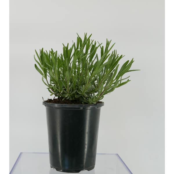 Unbranded 1.0 qt. Perennial Lavender angustifolia English Blue (2-Pack)