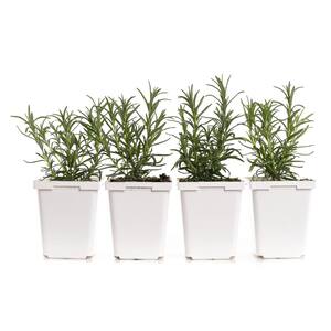 4 in. Barbeque Rosemary Plant (4-Pack)