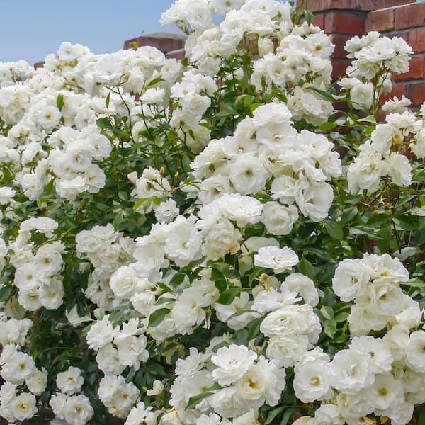 national PLANT NETWORK Bareroot Iceberg Floribunda Rose (2-Piece)
