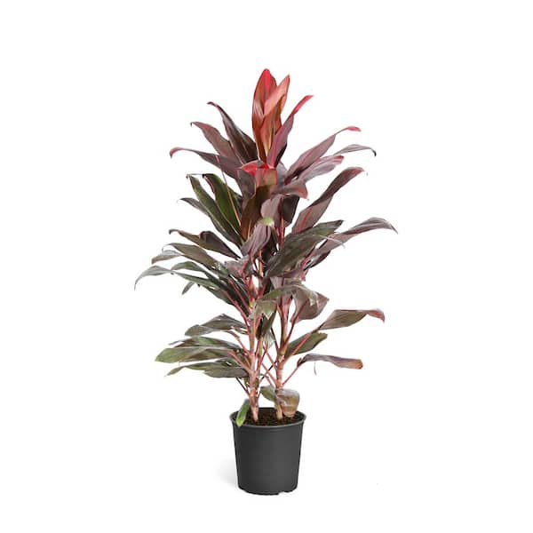Brighter Blooms 3 Gal. Cordyline Florica Plant