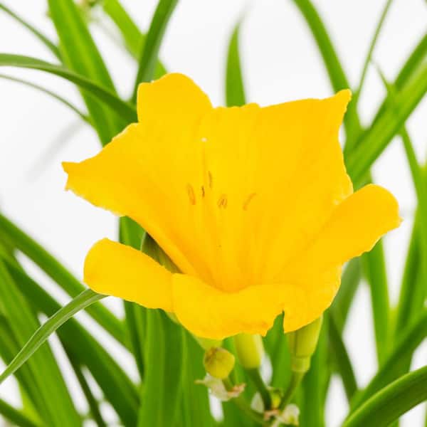 METROLINA GREENHOUSES 2.5 Qt. Big Time Happy Yellow Daylily Plant