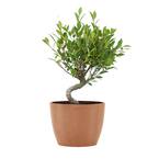 Golden Gate Ficus Retusa Live Bonsai in 6 inch Premium Sustainable Ecopots Terracotta Pot with Removeable Drainage Plug