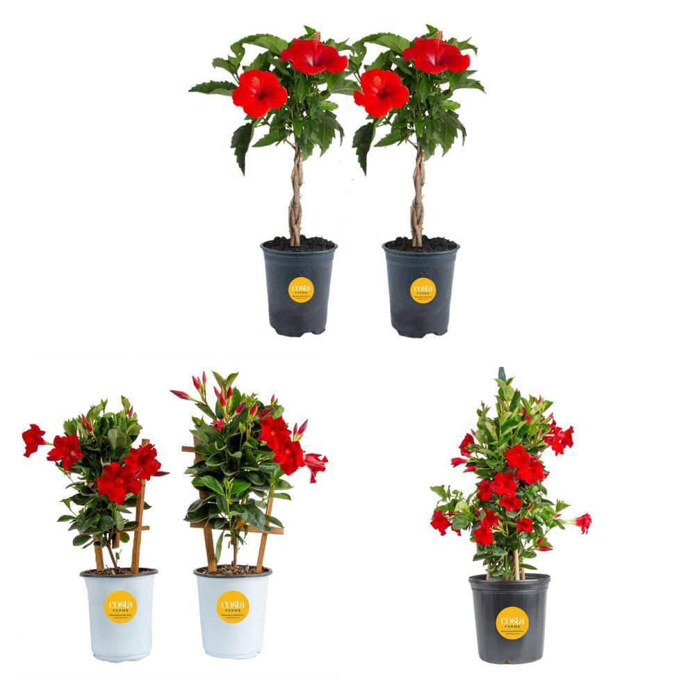 Costa Farms Grower's Choice Hibiscus (2.5 qt) and Mandevilla