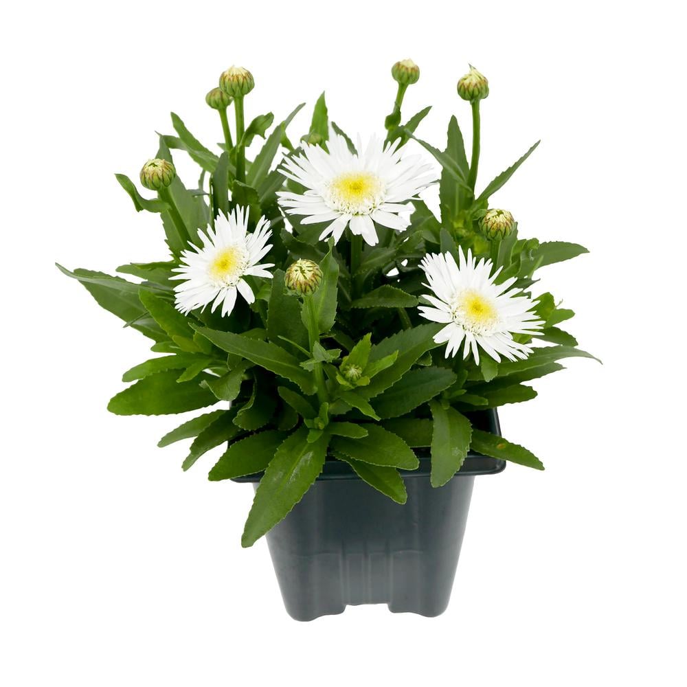 1.0 qt. Perennial Leucanthemum White