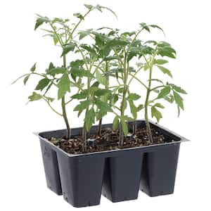 1.19 qt. Bush Early Girl Tomato Live Plant