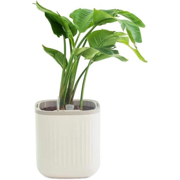 Self Watering Plastic Pots Planters with Water Gauge for Effortless Indoor Plants Cream White