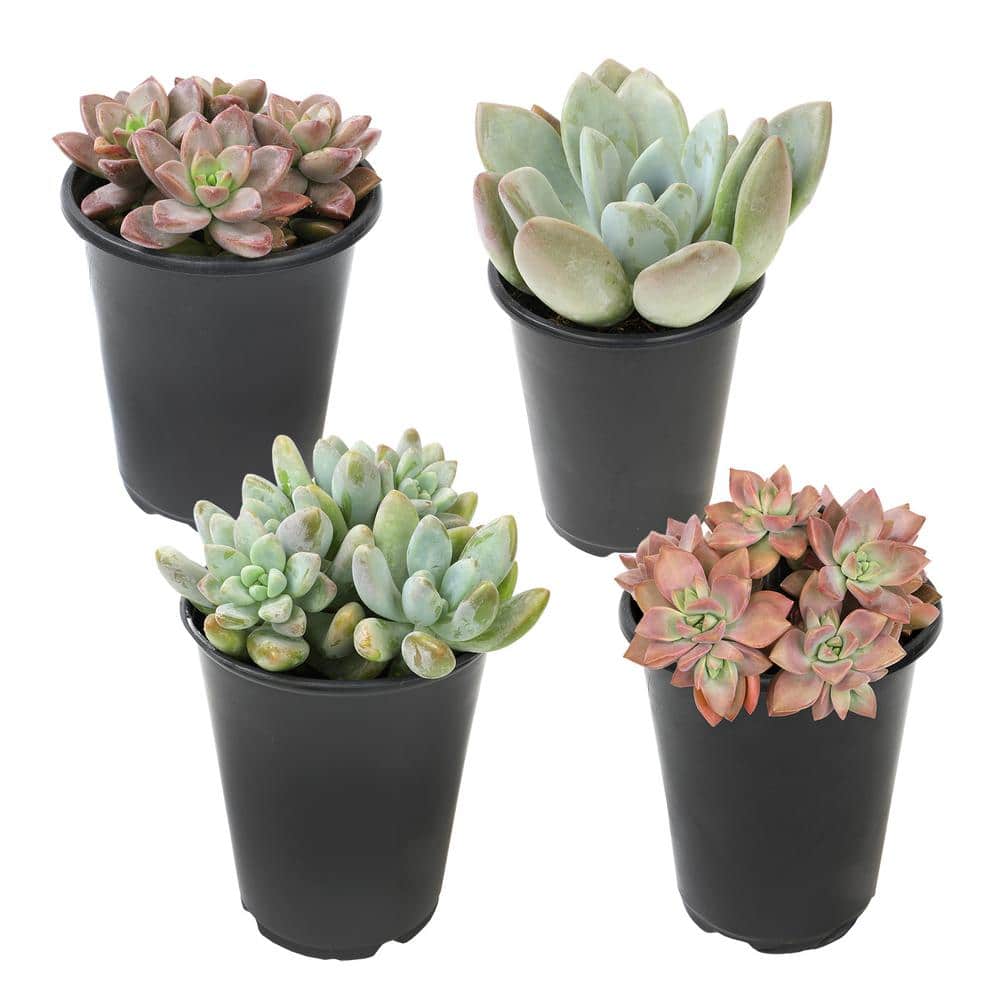 Large Assorted Color Graptosedum Succulent 4-Pack