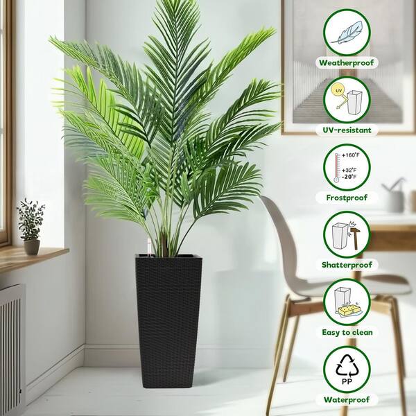 dracaena marginata bicolour Bi-Color' Dracaena Marginata – Wild Willy's Plants and Flowers