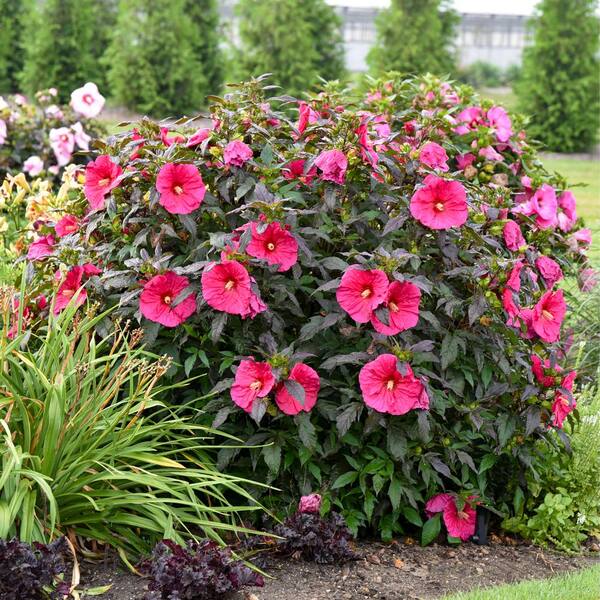 Proven Winners 2 Gal. Summerific Evening Rose Rose Mallow