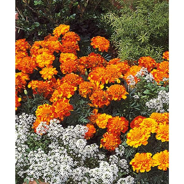 PROVEN WINNERS 4.25 in. Grande Orange Flowers Lady Godiva Orange English  Marigold Calendula Live Plants (8-Pack) CLNPRW1017528 - The Home Depot