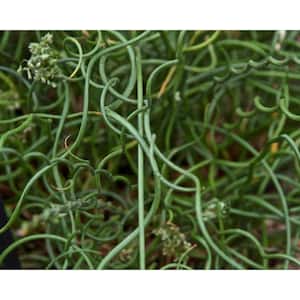 4 in. Potted Bog/Marginal Corkscrew Rush Pond Plant
