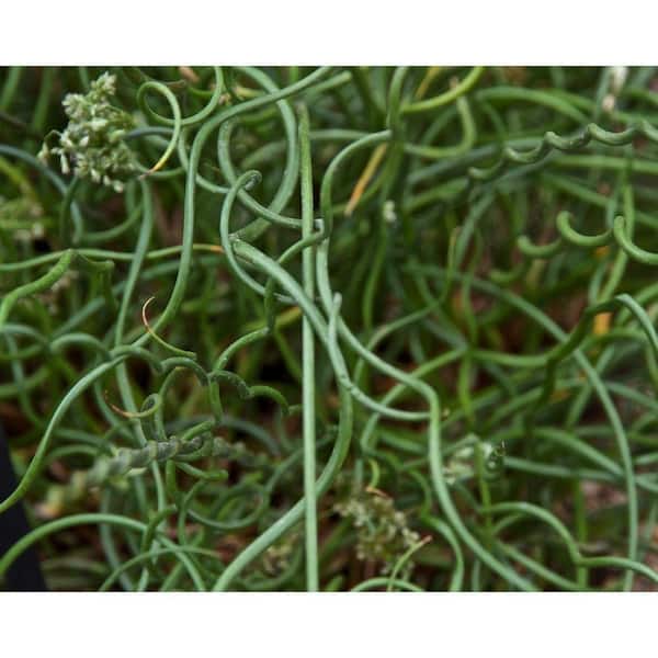 4 in. Potted Bog/Marginal Corkscrew Rush Pond Plant
