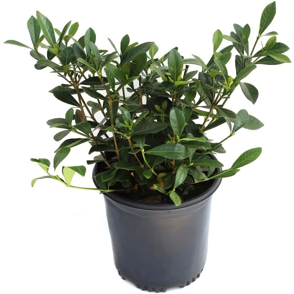 1 Gal. Gardenia Frostproof Flowering Shrub with White Flowers price history on PriceWatchPro