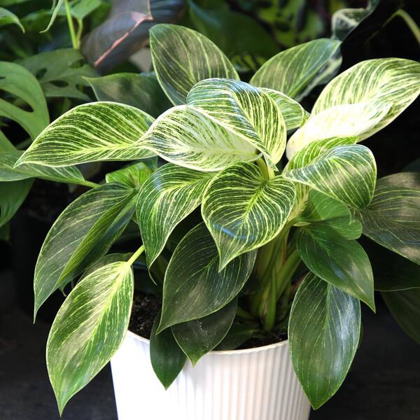 philodendron serpens Philodendron serpens – Carnivero main image 1