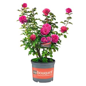2 Gal. Legend Of Rossi Rose with Hot Pink Flowers