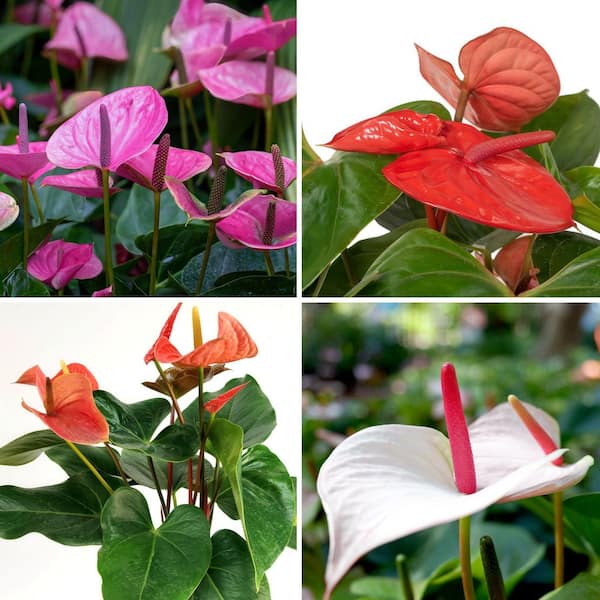 national PLANT NETWORK 6 in. SpaceScape Tropical Anthurium Plant Collection  in Grower Container (4-Pack) HD2450 - The Home Depot