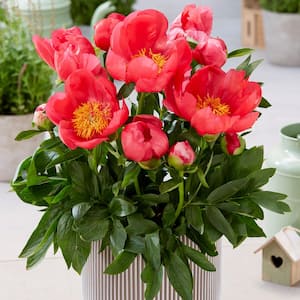 Patio Peonies Oslo For Containers (Set of 1 Root)