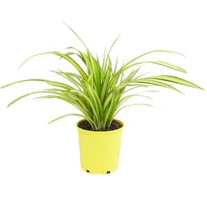 4 qt. Pandanus Tectorius (Screw Pine) Perennial Outdoor Plant with Yellow Blooms in Grower Pot