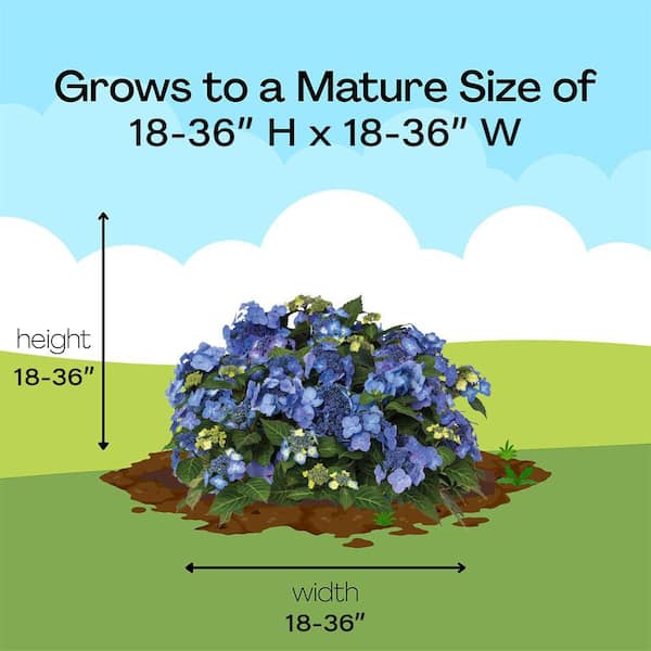 Endless Summer 2 Gal. Pop Star Hydrangea Shrub with Blue or Pink
