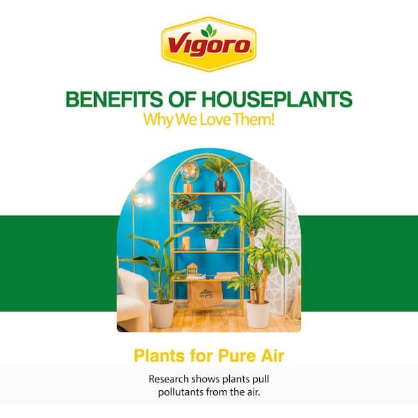 Vigoro Aloe Vera Indoor Plant in 4 in. Decor White Pot, Avg. Shipping  Height 7 in. Tall CO.AV04.3.WHT - The Home Depot